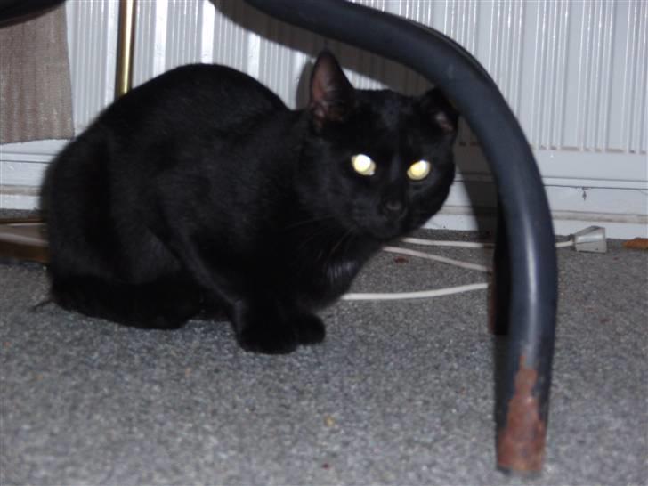 Huskat Blackki billede 1