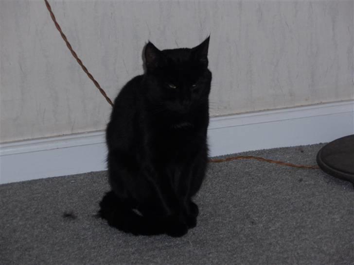 Huskat Blackki billede 2