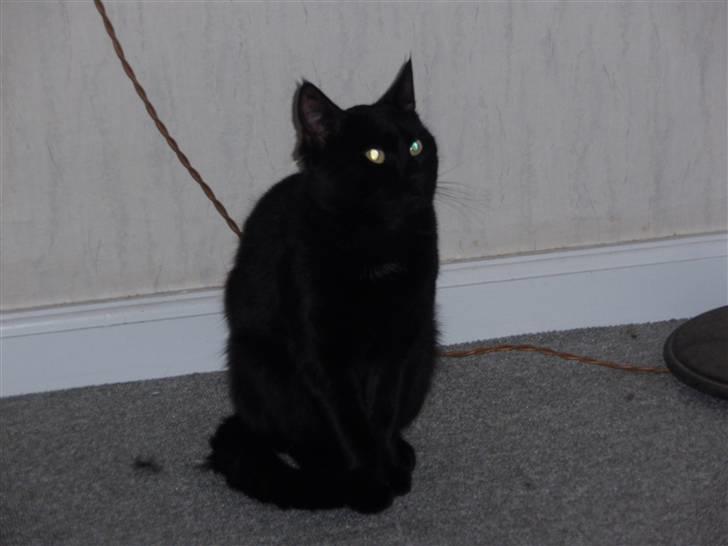 Huskat Blackki billede 3