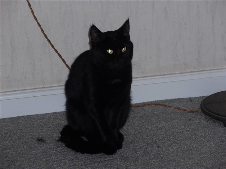 Huskat Blackki billede 4