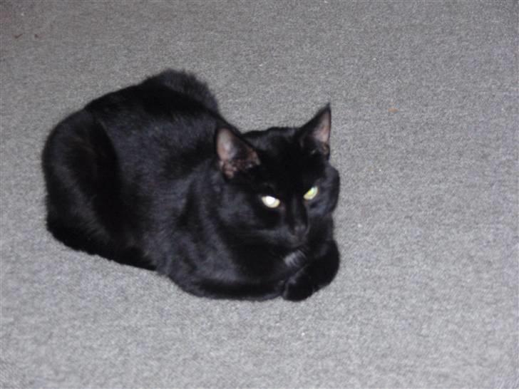 Huskat Blackki billede 5