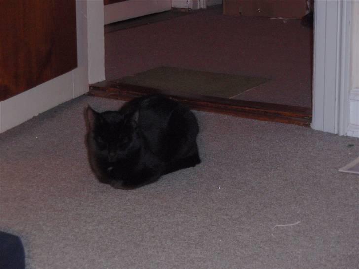 Huskat Blackki billede 6