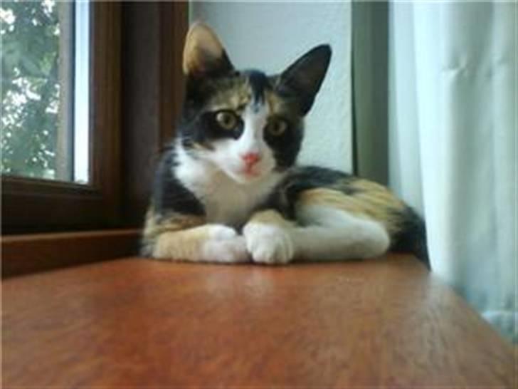 Blanding af racer Vaske - Hej billede 1