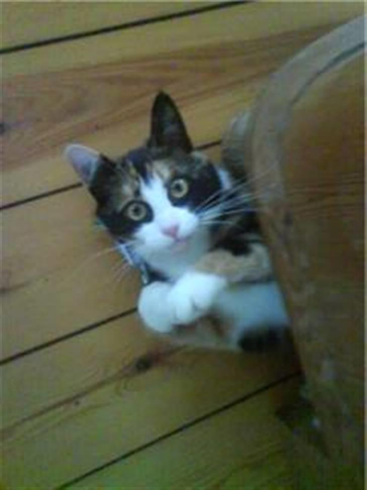 Blanding af racer Vaske billede 2