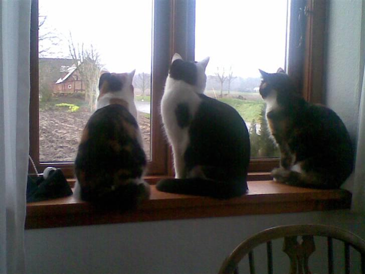 Blanding af racer Vaske - Mine søskende billede 3