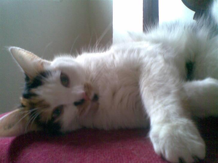 Blanding af racer Lille Mis billede 1