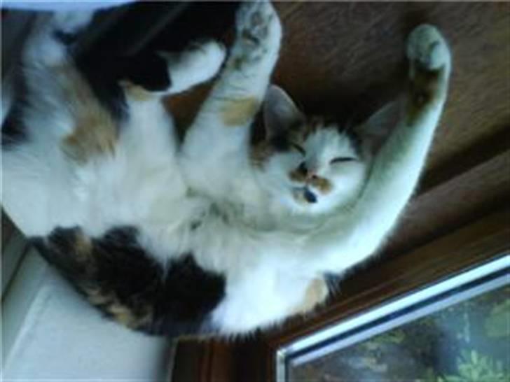 Blanding af racer Lille Mis - Vil ikke forstyrres billede 2