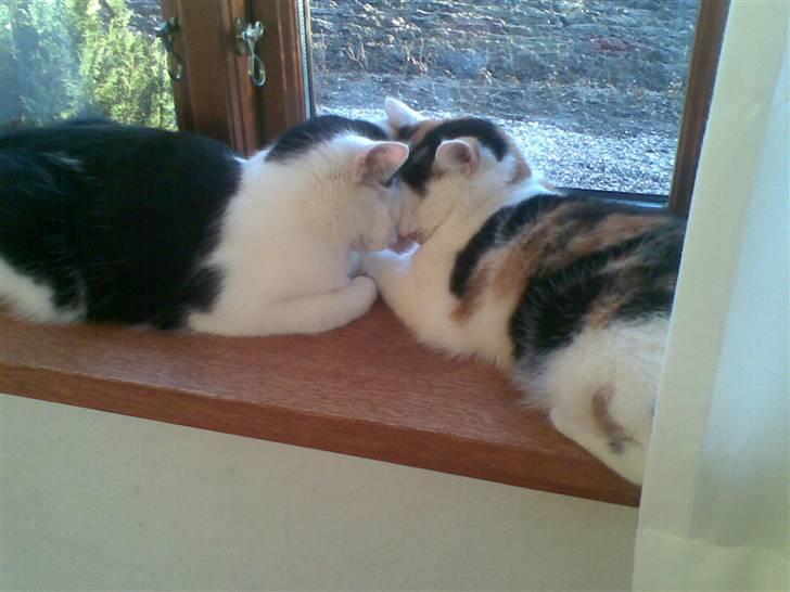 Blanding af racer Lille Mis billede 3