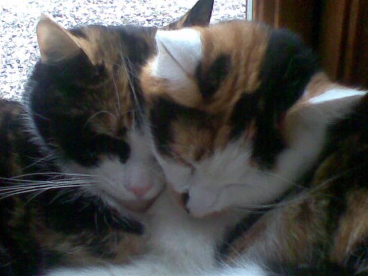 Blanding af racer Lille Mis billede 4