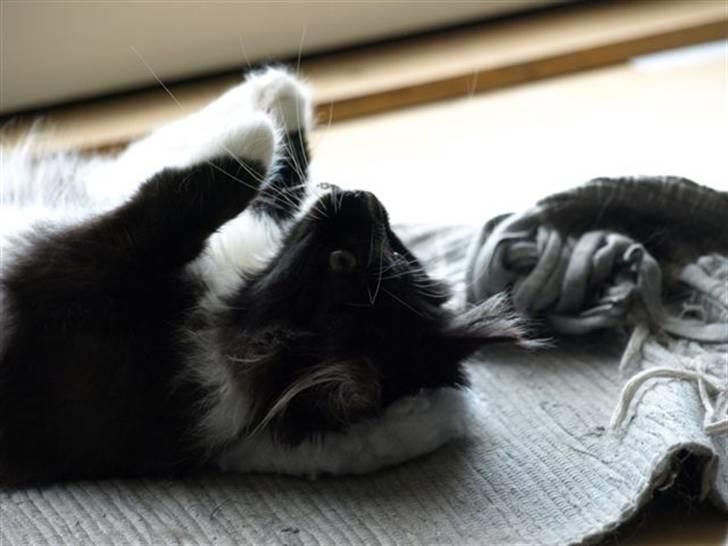Norsk Skovkat Zafira - ligger lige og leger :) billede 10