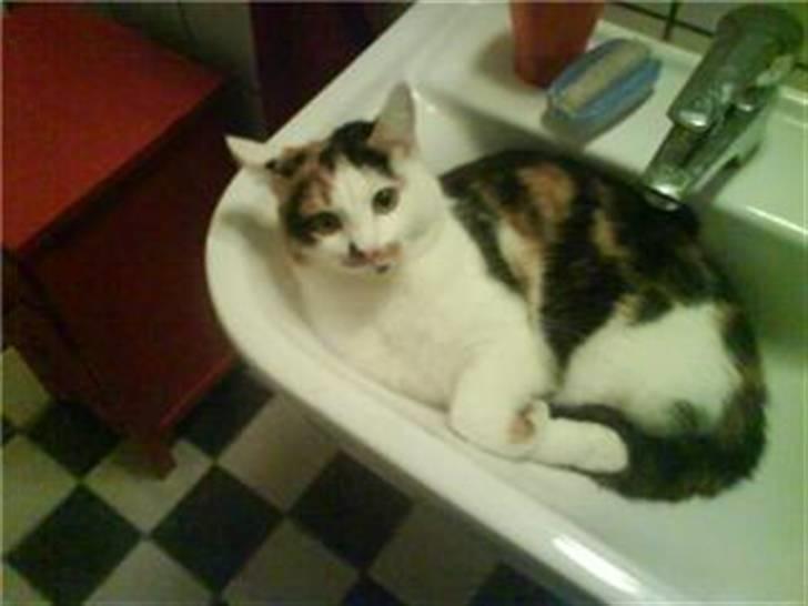 Blanding af racer Lille Mis - Når hunden er på besøg billede 5