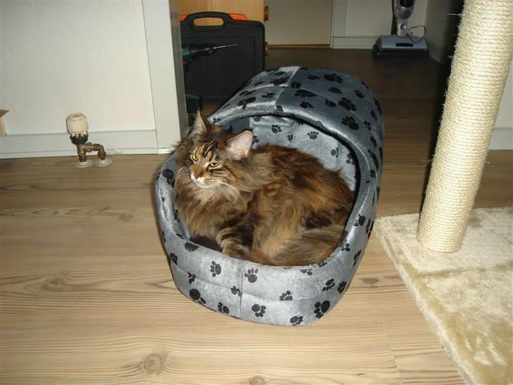 Maine Coon tulle(crane-coon) - tulle 10mdr.og ja det er altså skønt med et hus at sove i billede 6