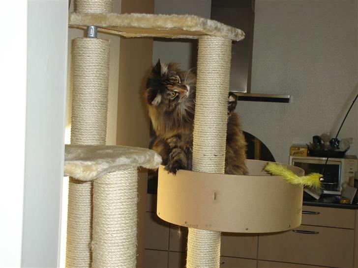 Maine Coon tulle(crane-coon) - at lege på kradse træet er skønt billede 7