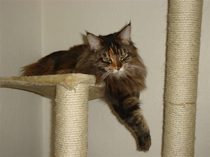 Maine Coon tulle(crane-coon) - her kan jeg holde øje med mine lege kammerater på gulvet billede 9