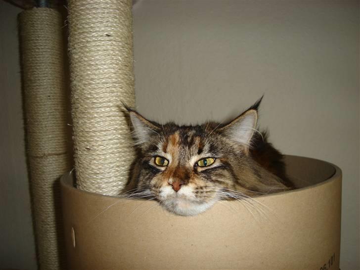 Maine Coon tulle(crane-coon) - hej med dig billede 10