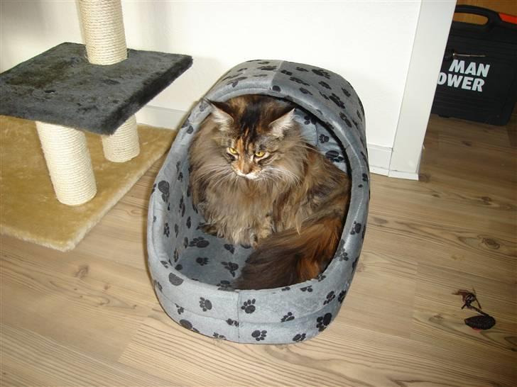 Maine Coon tulle(crane-coon) billede 12