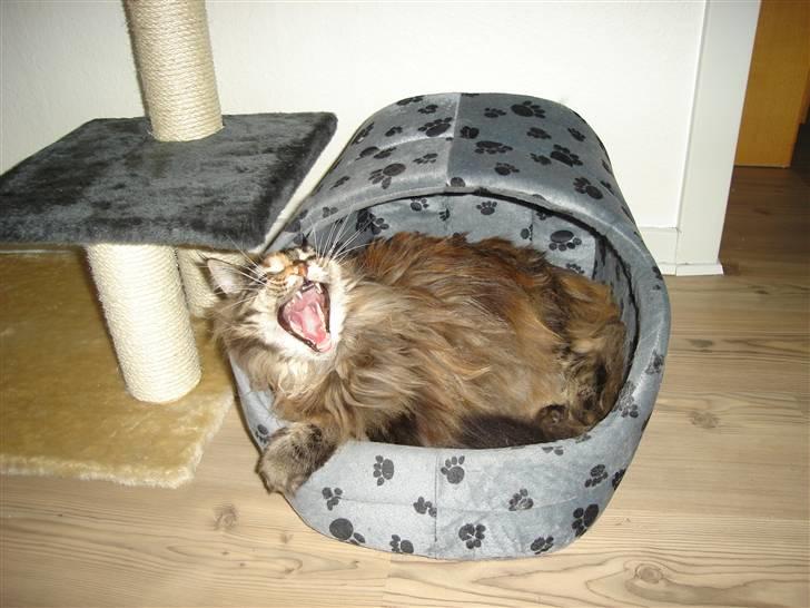 Maine Coon tulle(crane-coon) - ja jeg er lidt søvnig billede 13