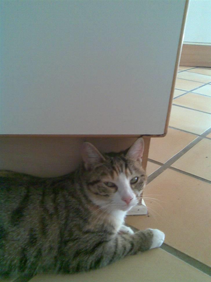 Huskat lilo billede 12