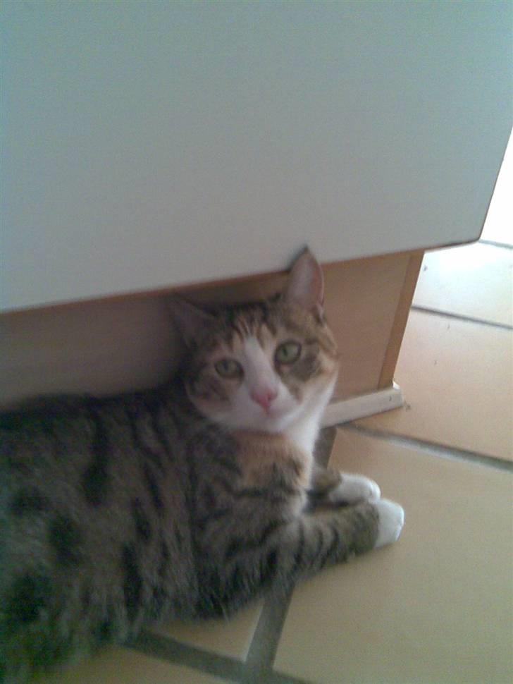 Huskat lilo billede 13