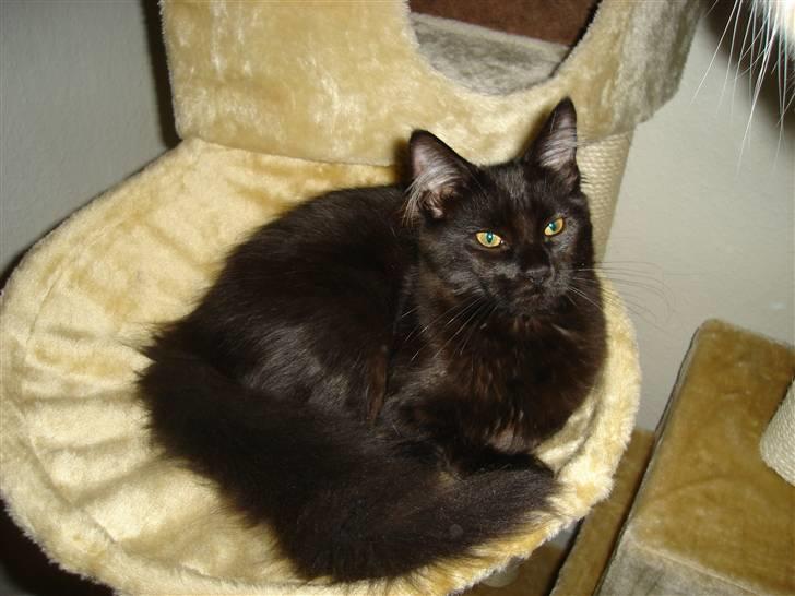 Maine Coon cassiopeia - hej her er jeg billede 1