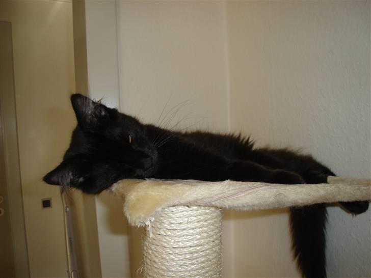 Maine Coon cassiopeia billede 2