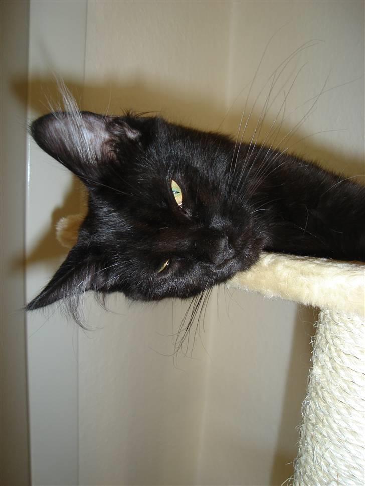 Maine Coon cassiopeia billede 3