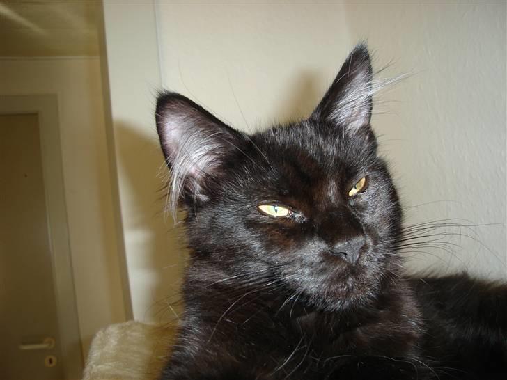 Maine Coon cassiopeia - jeg syntes faktisk selv at jeg ligner en panter billede 4