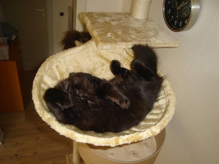 Maine Coon cassiopeia billede 5