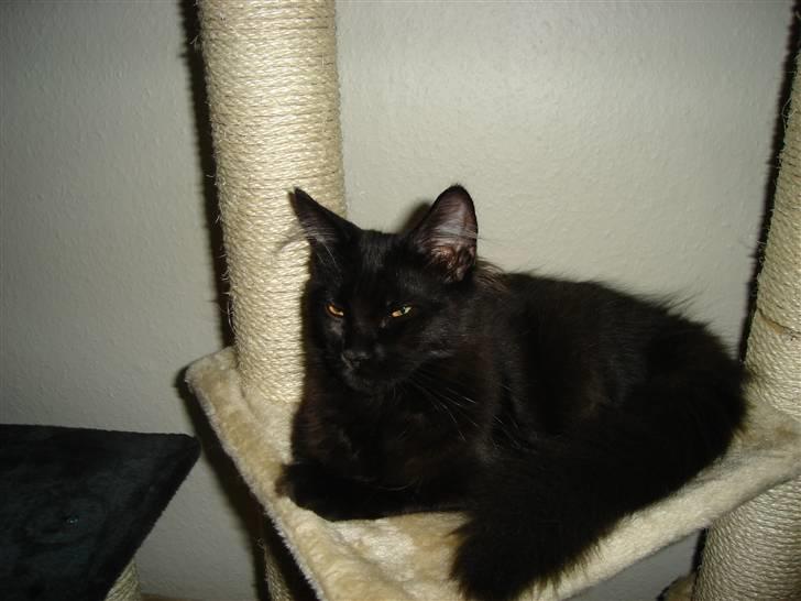 Maine Coon cassiopeia billede 6