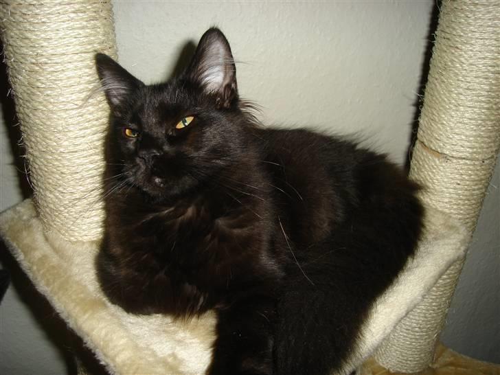 Maine Coon cassiopeia billede 7