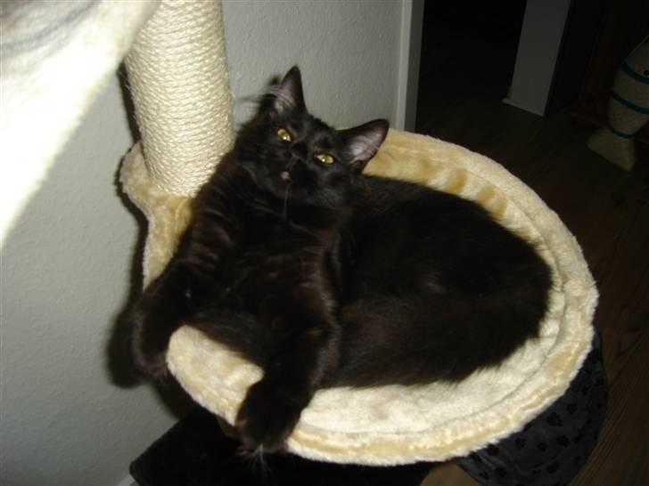 Maine Coon cassiopeia billede 9