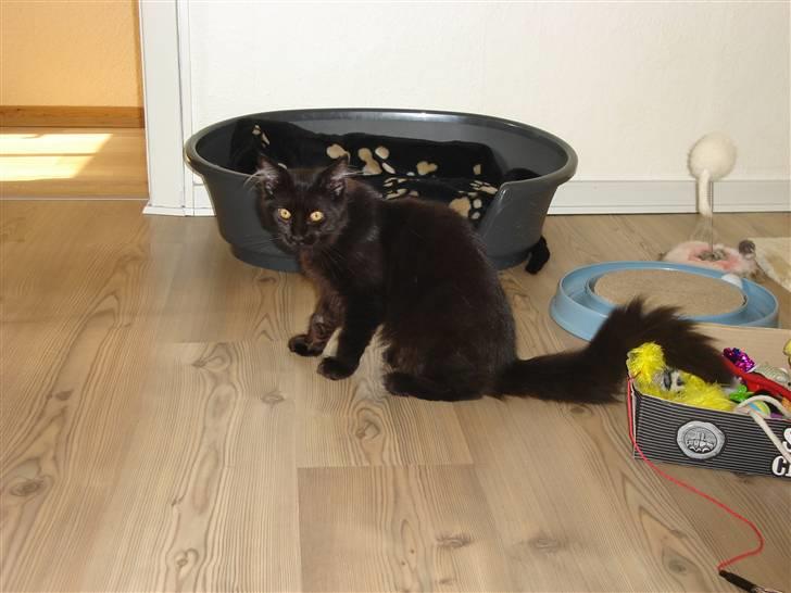 Maine Coon cassiopeia billede 10