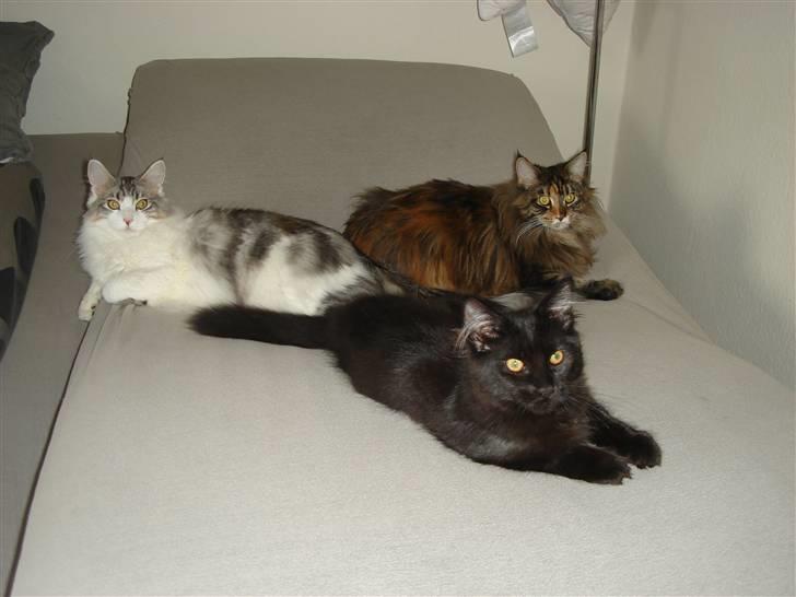 Maine Coon cassiopeia - her ligger jeg med mine legekammerater billede 11