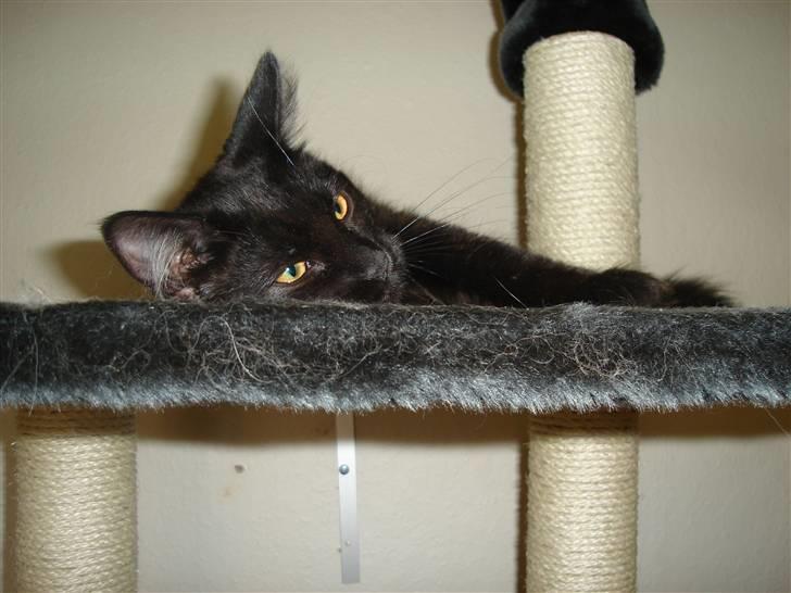 Maine Coon cassiopeia - skønt at sove oppe på kradse træet billede 12