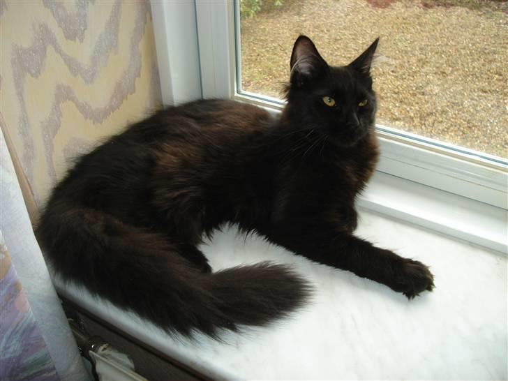 Maine Coon cassiopeia - her ligger jeg lige og kigger på fugle billede 13