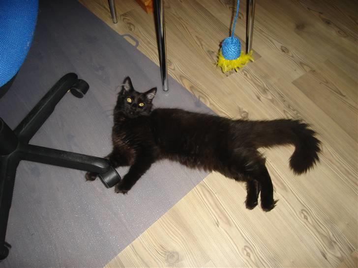 Maine Coon cassiopeia billede 14