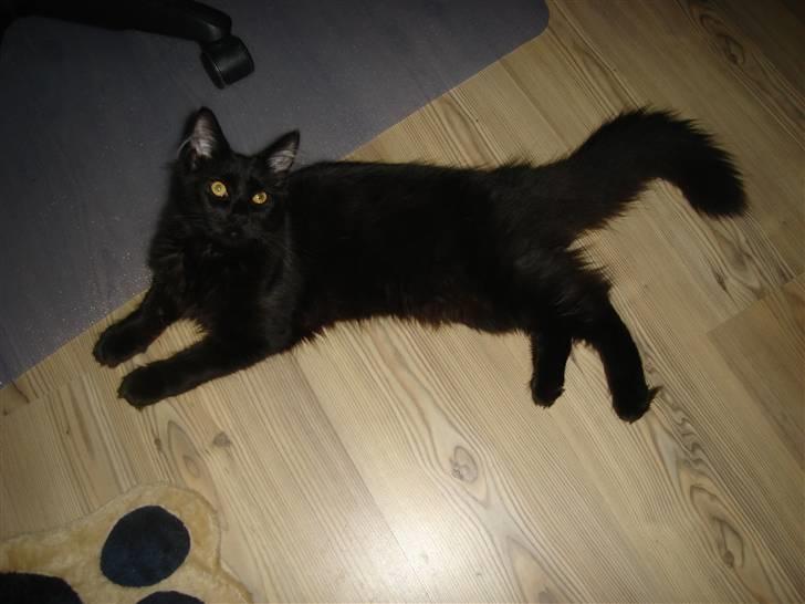 Maine Coon cassiopeia - min madmor siger at jeg er svær at tage billeder af på grund af min farve billede 15