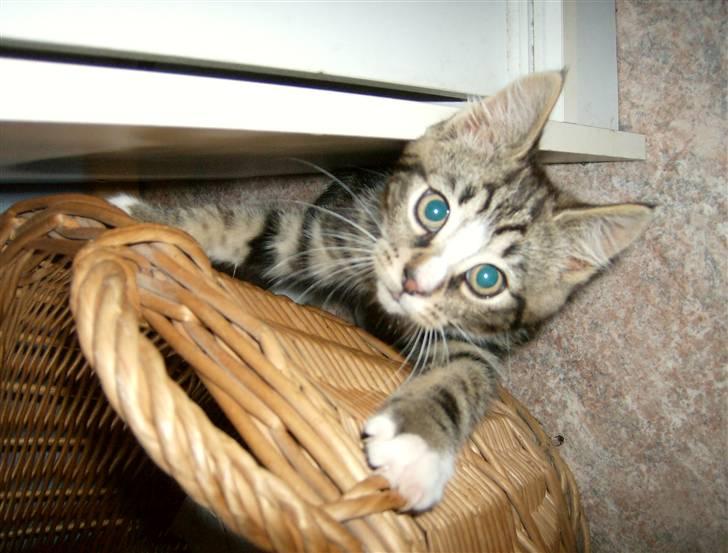 Blanding af racer Lillebror Albert<'33 d; - Gud! hva du der?<3 billede 1