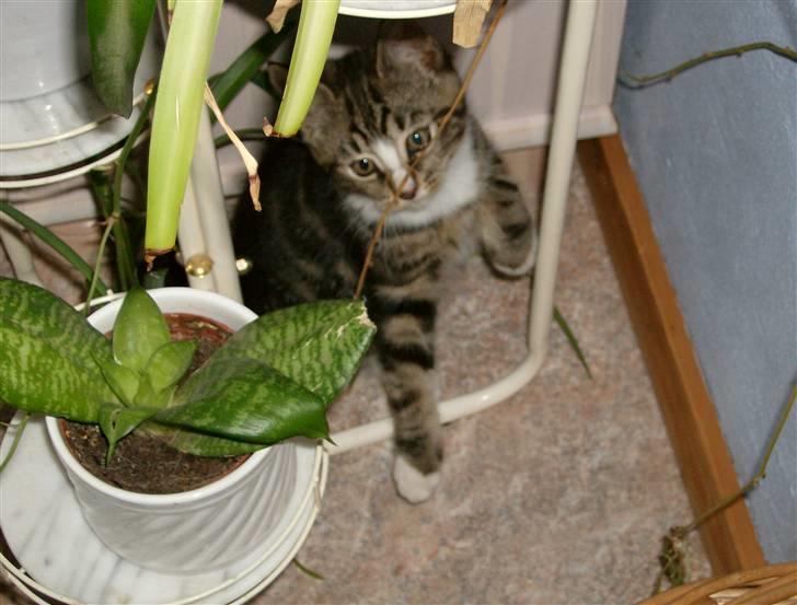 Blanding af racer Lillebror Albert<'33 d; - se mig! jeg er en skovkat! :) billede 2