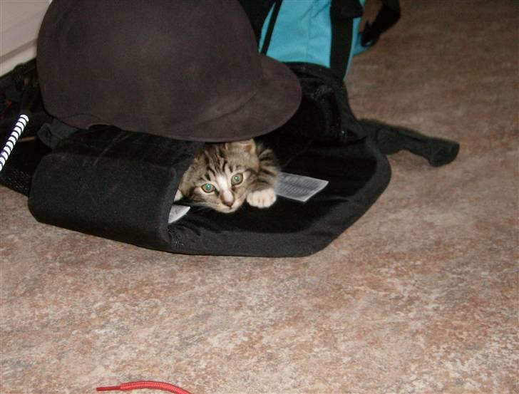 Blanding af racer Lillebror Albert<'33 d; - haha, du kan ikke finde mig! :´) billede 3