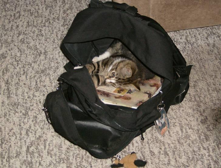 Blanding af racer Lillebror Albert<'33 d; - har du husket at lave dine lektier? billede 4