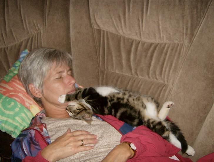 Blanding af racer Lillebror Albert<'33 d; - mor og albert faldt omkuld :´) billede 5