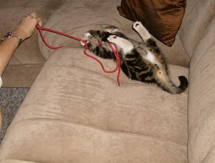 Blanding af racer Lillebror Albert<'33 d; - jeg har den! jeg har den! billede 6