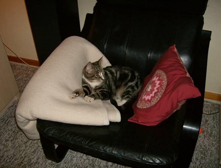 Blanding af racer Lillebror Albert<'33 d; - albert indtager stolen d; billede 7