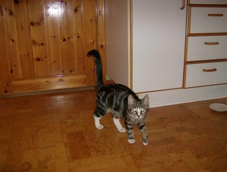 Blanding af racer Lillebror Albert<'33 d; - BUSTED! billede 8