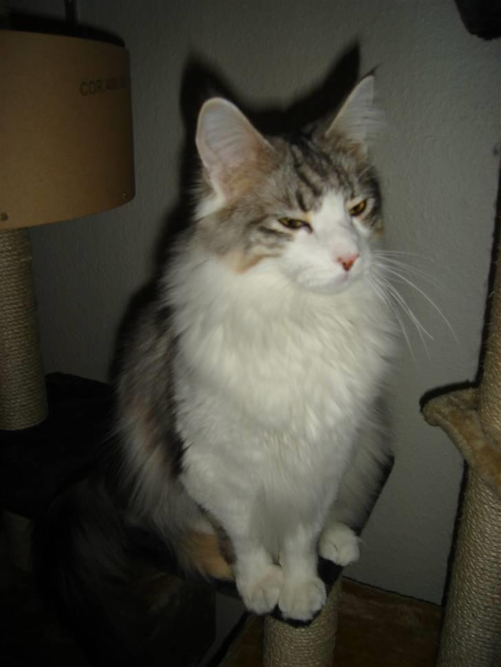 Maine Coon tiggi ( diamonds-dreams) billede 8