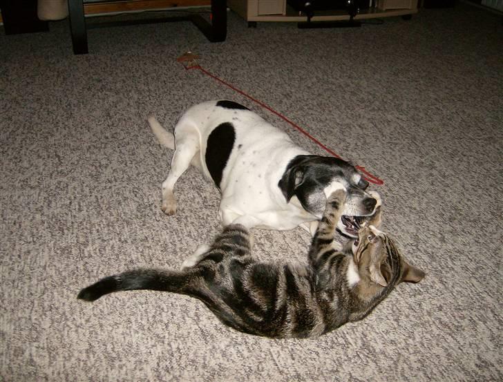 Blanding af racer Lillebror Albert<'33 d; - haha!, nu kan du ikke se mig! :´) billede 9