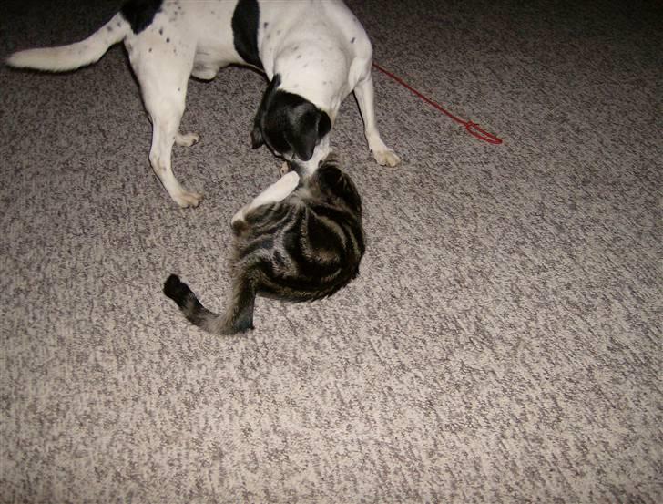 Blanding af racer Lillebror Albert<'33 d; - jeg er et pindsvin! billede 10