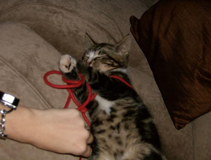 Blanding af racer Lillebror Albert<'33 d; - faldte i søven midt i en leg<3 billede 11