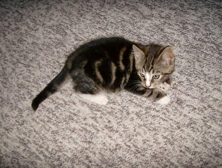 Blanding af racer Lillebror Albert<'33 d; - bette albert<3 billede 13